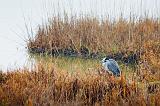 Heron In A Marsh_32425